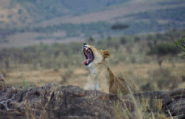 Afrika